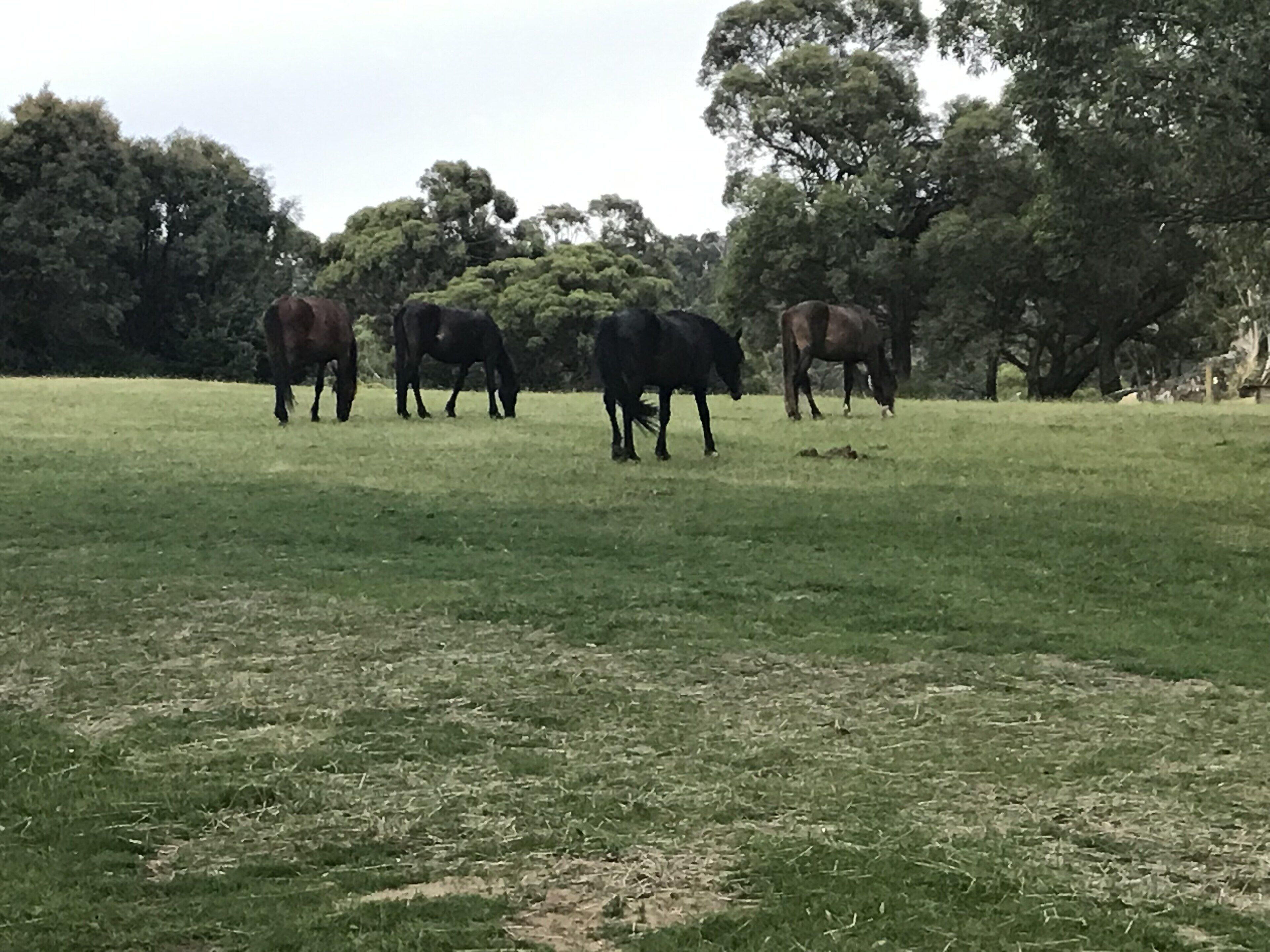 Cosy high country experience in the heart of the Snowy Mountains — image 20