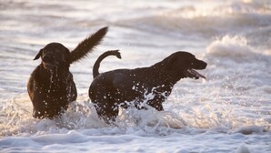 Deux chiens qui jouent dans l’eau.