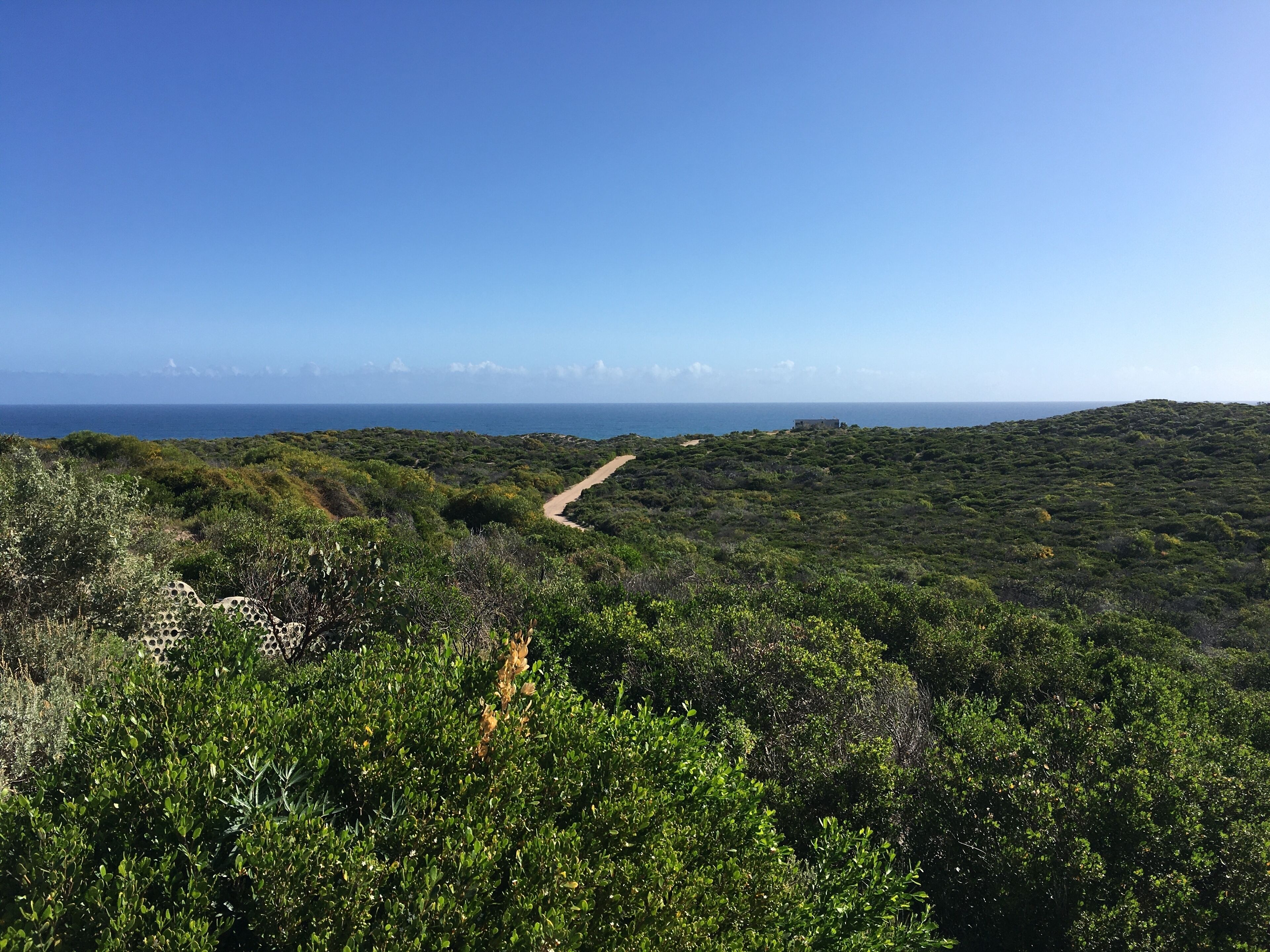 A coastal landscape with dense greenery and a dirt path leading towards the ocean.