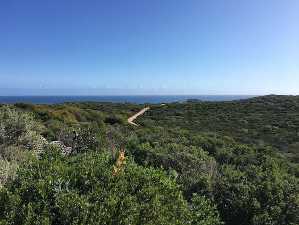Un paisaje costero con abundante vegetación y un sendero de tierra que lleva al océano.