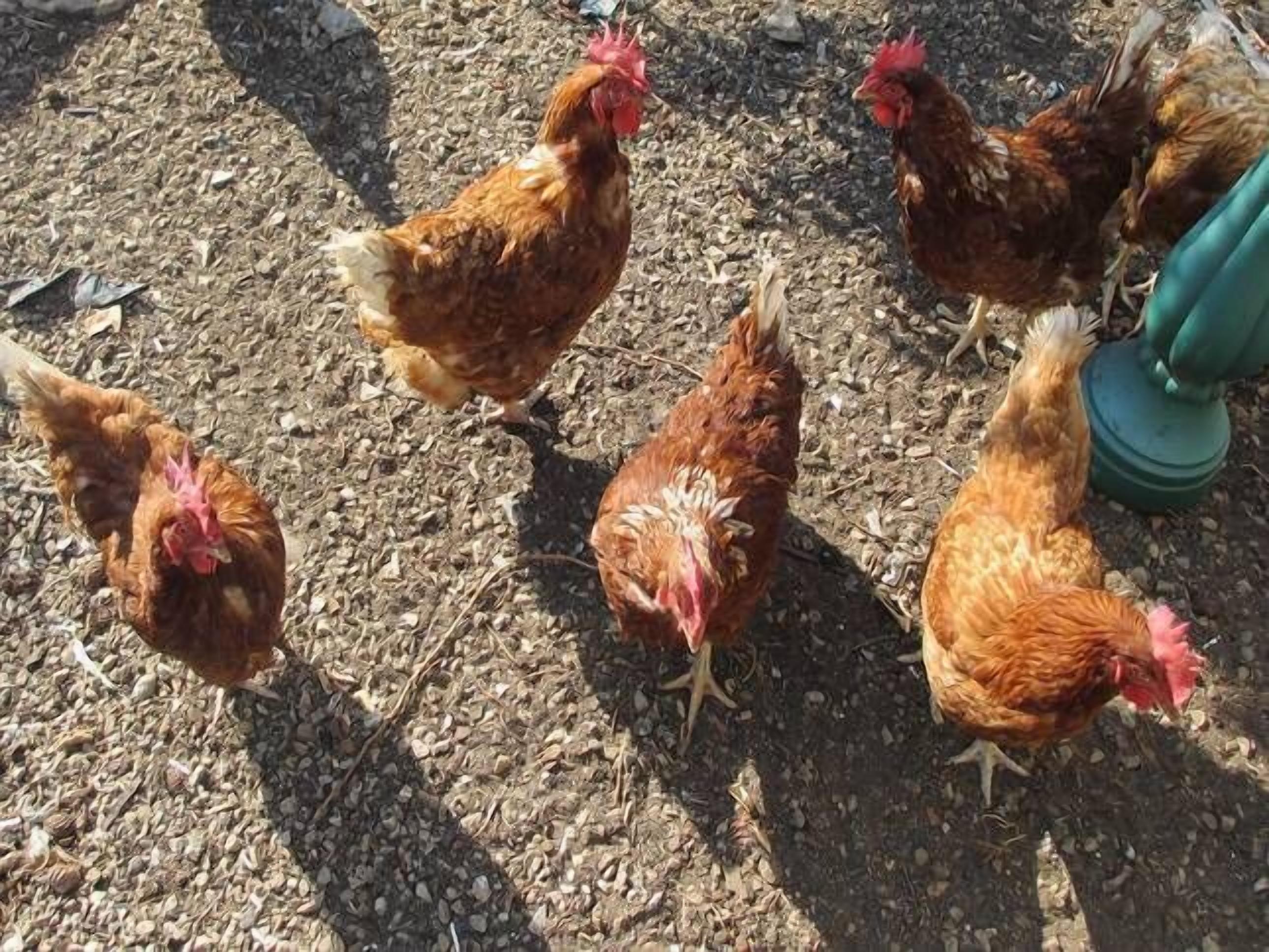 Chooks Paradise - located at Adelaide North — image 2