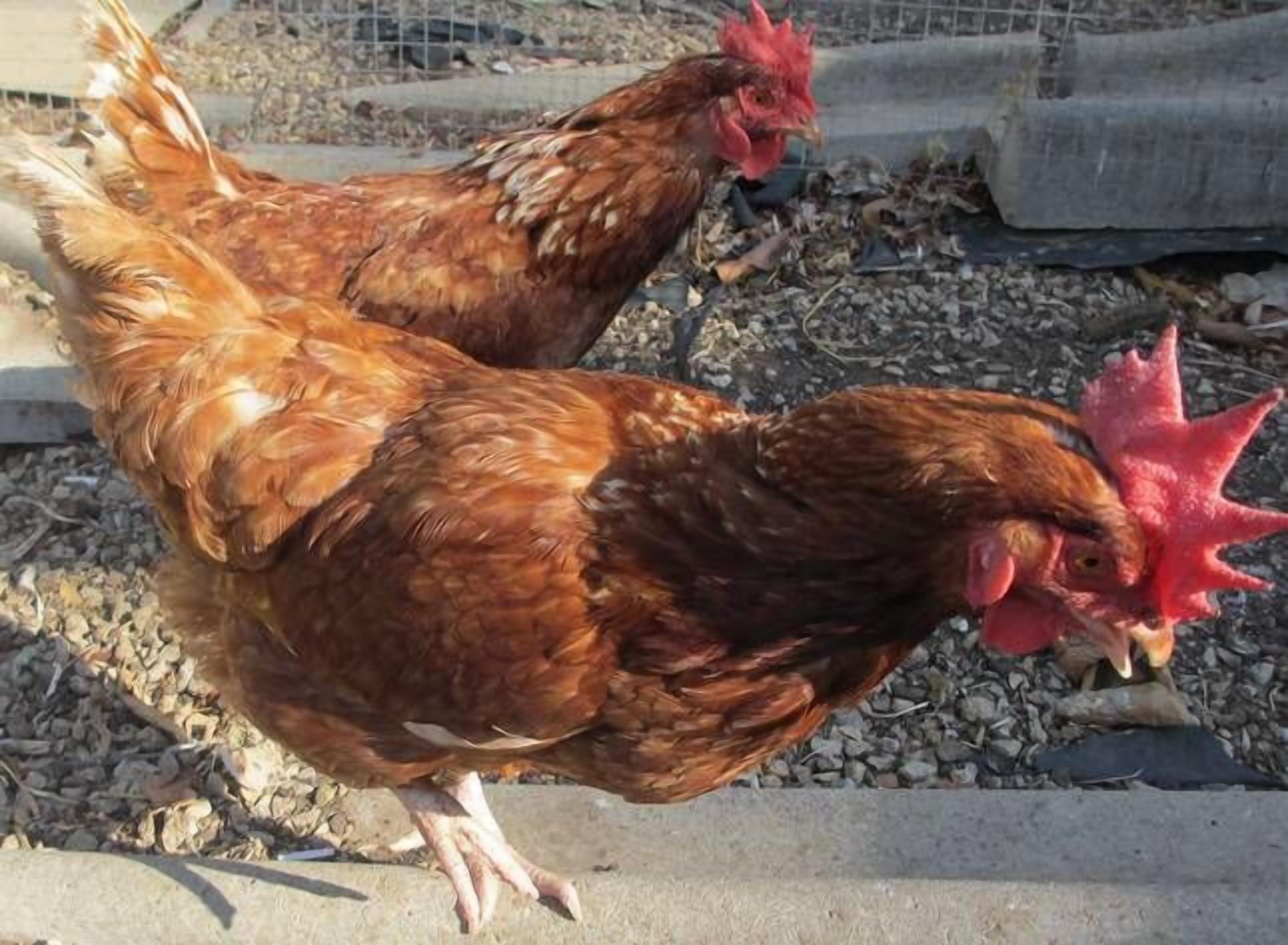 Chooks Paradise - located at Adelaide North — image 10