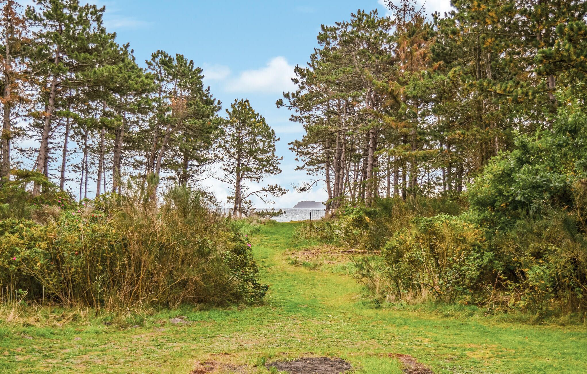 Un paysage naturel avec un sentier herbeux qui traverse une forêt d’arbres imposants, avec une étendue d’eau et une masse terrestre lointaine en arrière-plan.