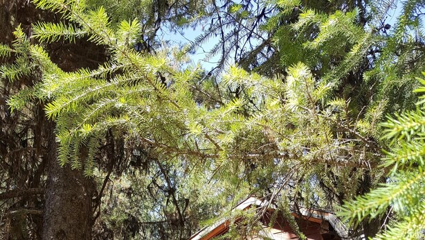 Uma cabana rústica com varanda, grandes janelas e fachada de toras.