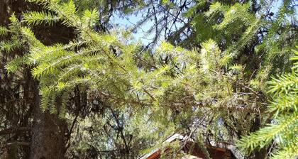 "Bears Den" rustic cabin hidden in the pines.