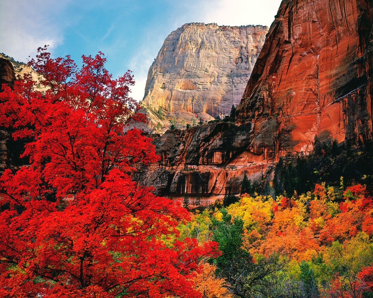 Un canyon aux feuillages rouges et abritant une importante formation rocheuse.