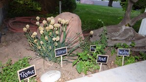 Jardim com plantas identificadas, incluindo tomilho, cebolinha, hortelã e salsa.