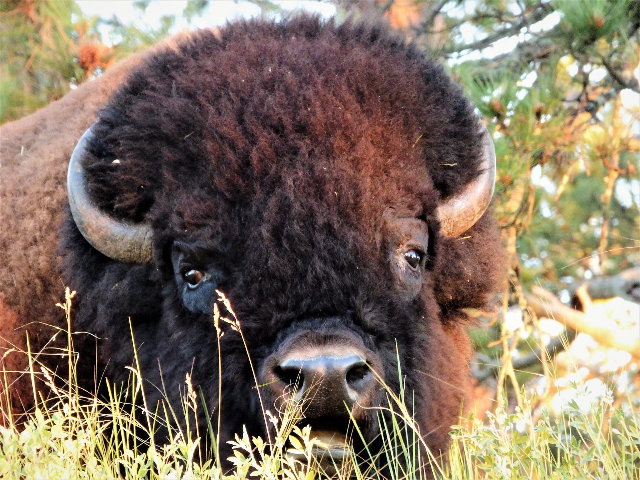A bison in a natural setting with grass and trees.
