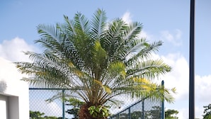 A fenced area with a palm tree, a tennis court, and a white building.