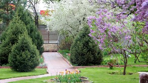 Um jardim com um caminho pavimentado, diversas árvores e um pequeno canteiro de tulipas.