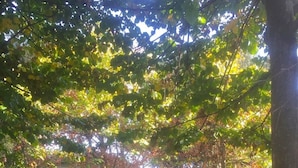 Une cour avec des arbres, un bâtiment et une zone herbeuse.
