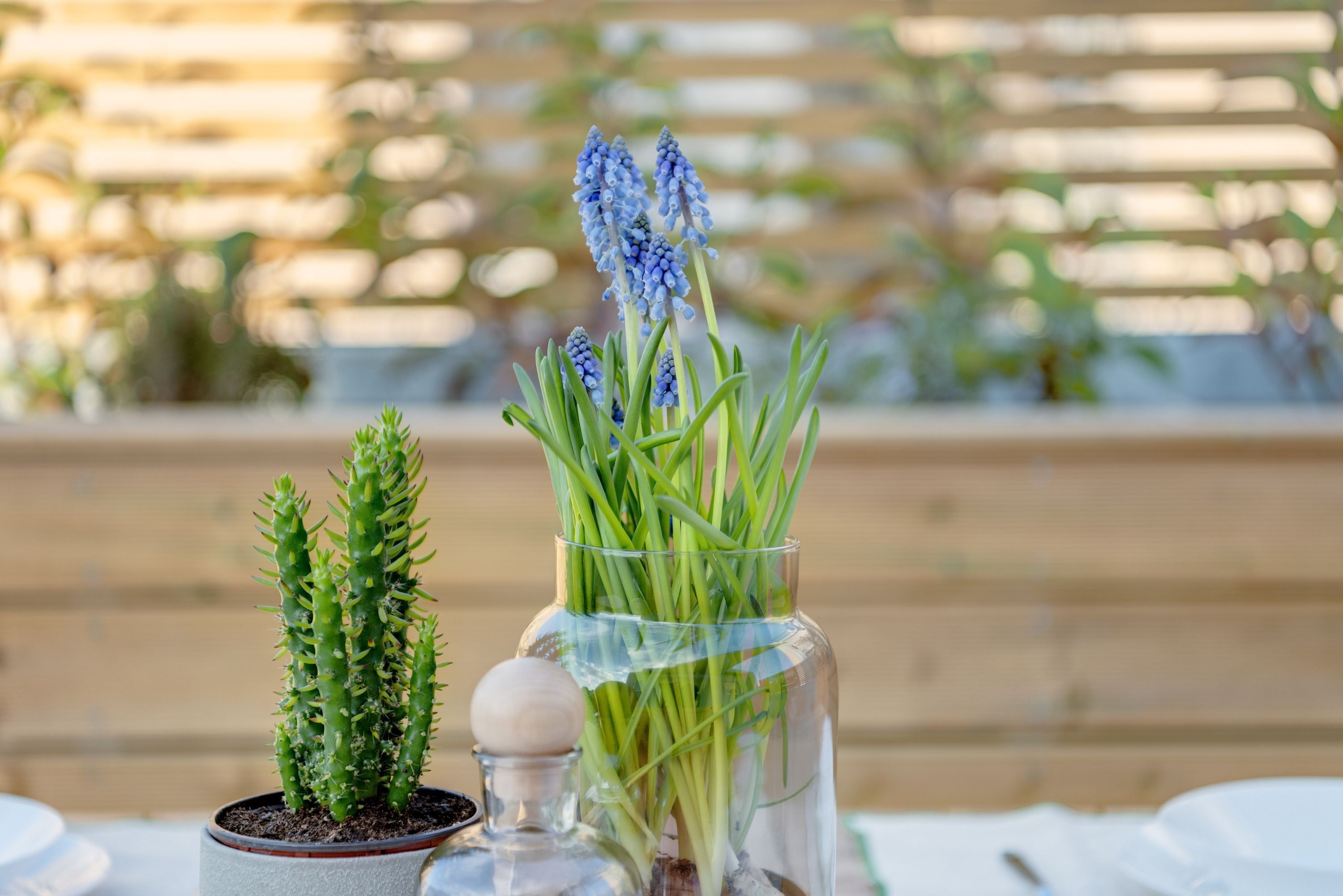 A cactus and a glass vase with green stems and blue flowers on a table.