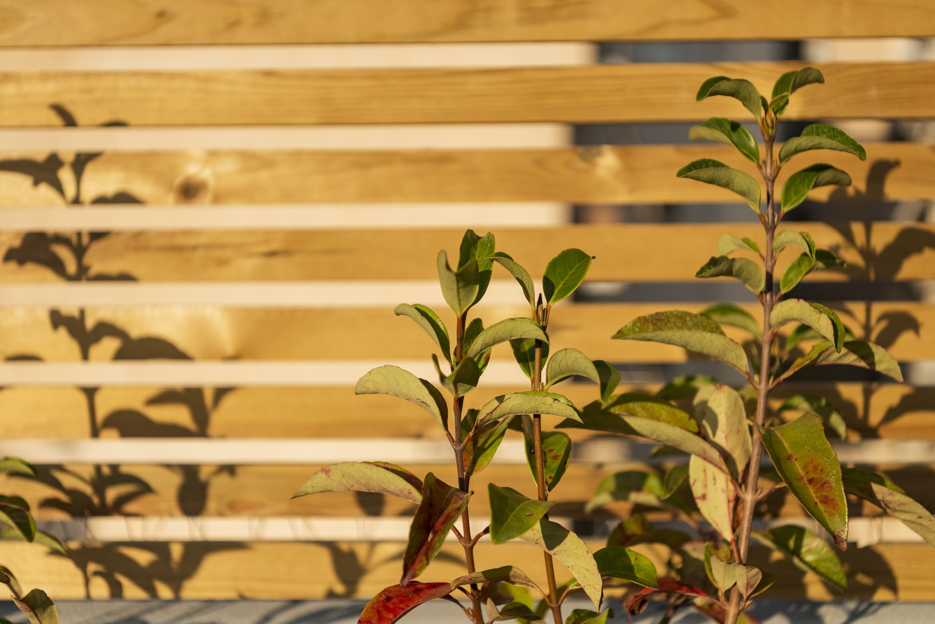 A wooden bench with a shadow pattern.