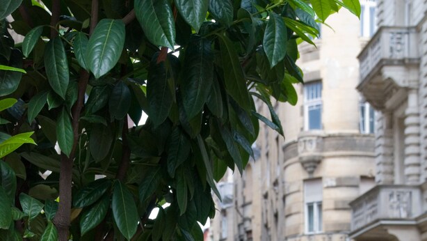 Una veduta di strada con un edificio dall'architettura classica, un albero con foglie verdi e fiori rossi in primo piano.