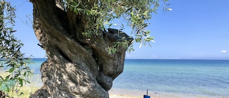 In Strandnähe, Liegestühle, Sonnenschirme, Strandtücher