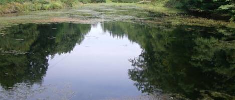 A calm river surrounded by dense greenery.
