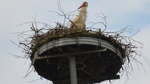 صورة غير مصنفة، 3 من 13، زرّ