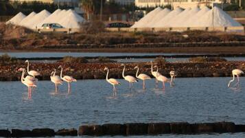 A group of flamingos standing in shallow water with a rocky shoreline and industrial structures in the background.