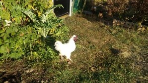 A white rooster in a grassy area with dense foliage and a wooden fence. - Alaguyauder La Chambre (Chatillon-sur-Broue)