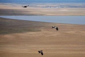 Paisaje plano con un cuerpo de agua y aves volando.