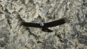 A bird in flight against a rocky background. - ElMaima Hotel (Veintiocho de Noviembre)