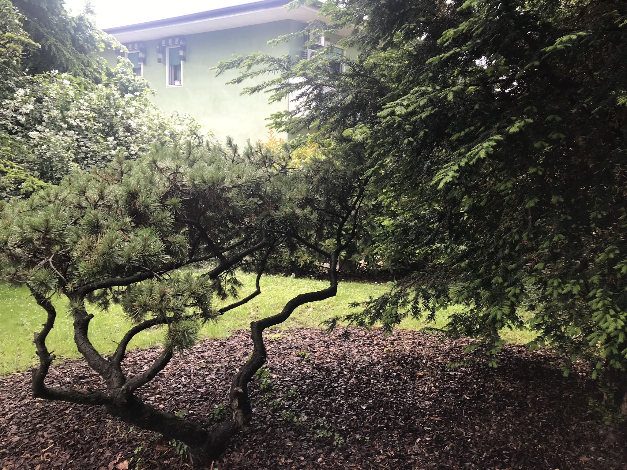 Un jardin avec un pin et un bâtiment en arrière-plan.