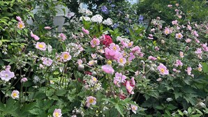 Un jardin avec différentes sortes de fleurs devant un bâtiment blanc orné de bordures bleues et doté de nombreuses fenêtres.