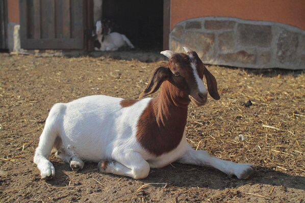 A goat lying on the ground. - Hotel Horní Dvůr (Nové Mesto na Morave)