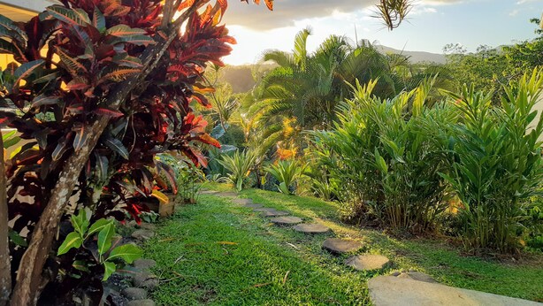 A lush garden with a variety of tropical plants and a stone pathway. - CITRONELLA APARTMENT (PETIT-BOURG)
