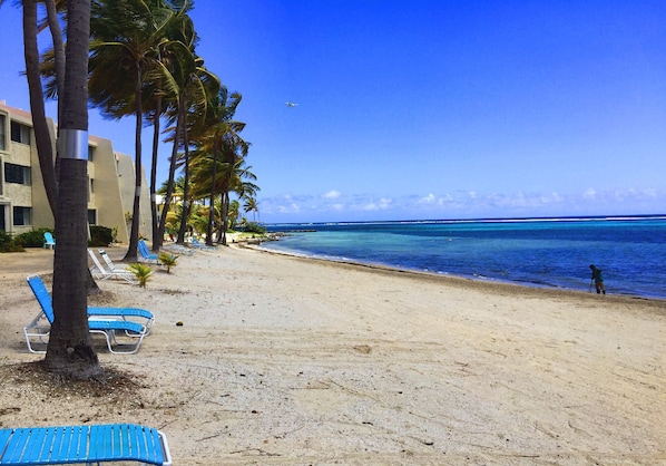 A beach with palm trees, lounge chairs, and a clear view of the ocean.