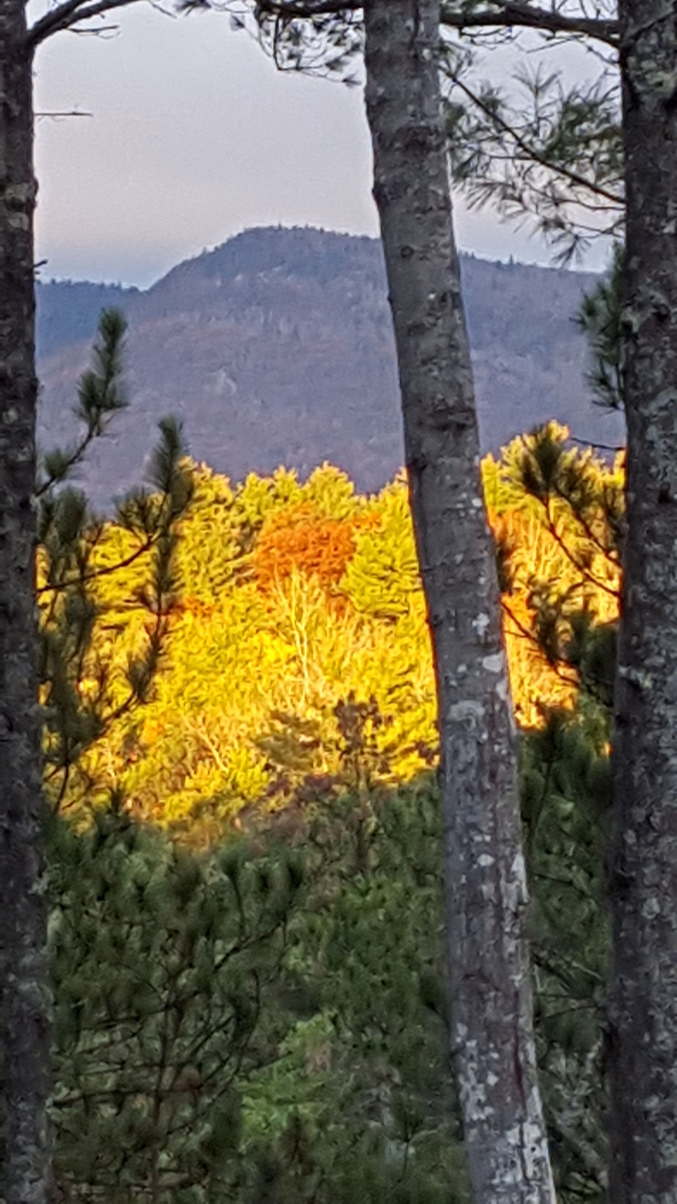 A mountainous landscape with autumn foliage, visible through tree trunks.