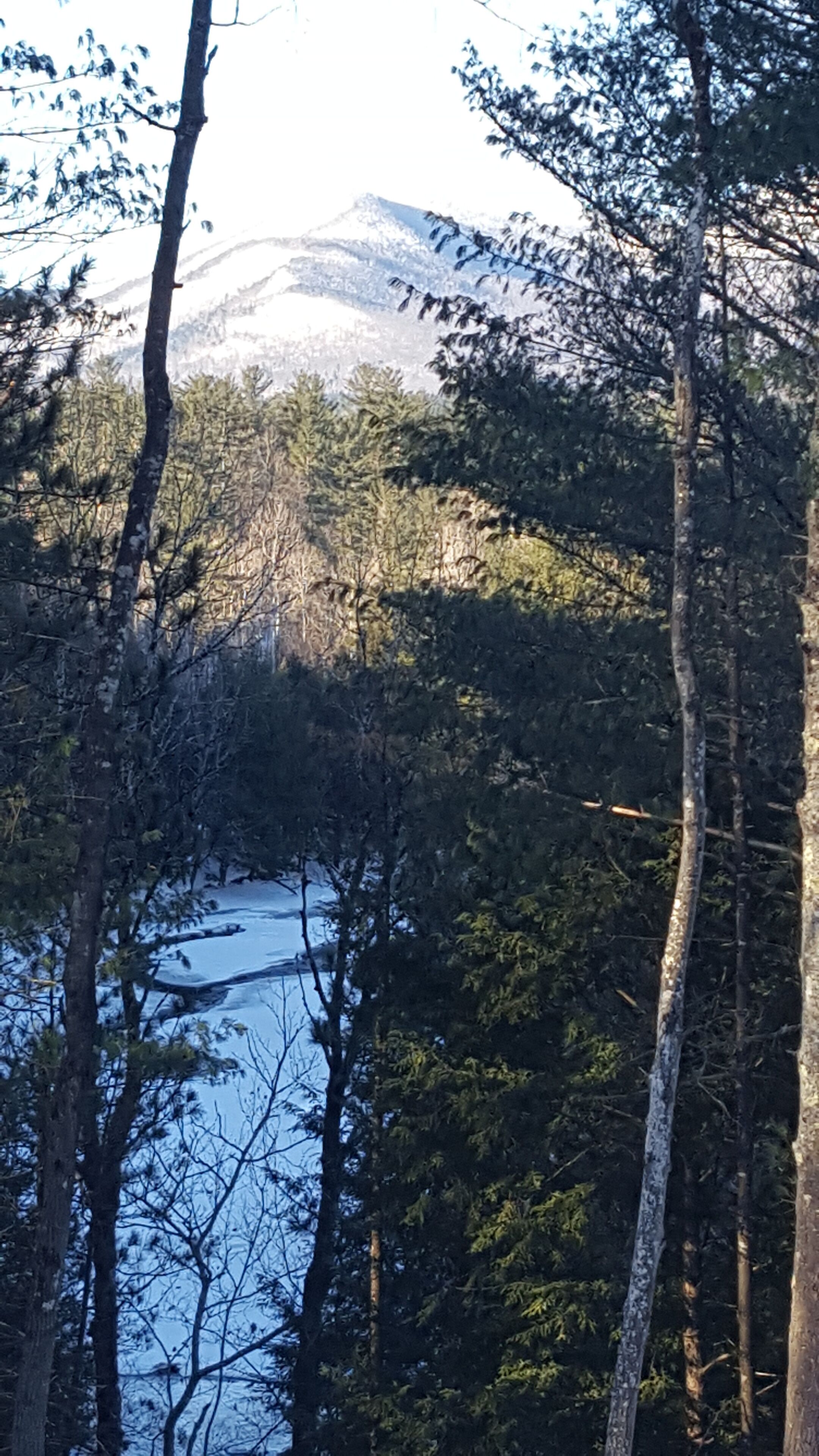 A forested area with a snow-covered mountain in the background.