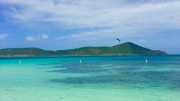 A clear turquoise sea with a distant green island and a bird flying overhead. - Gorgeous boho at the beach walkout oceanfront condo in Sapphire D building. (St Thomas)