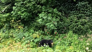 A black bear in a dense, green forested area.