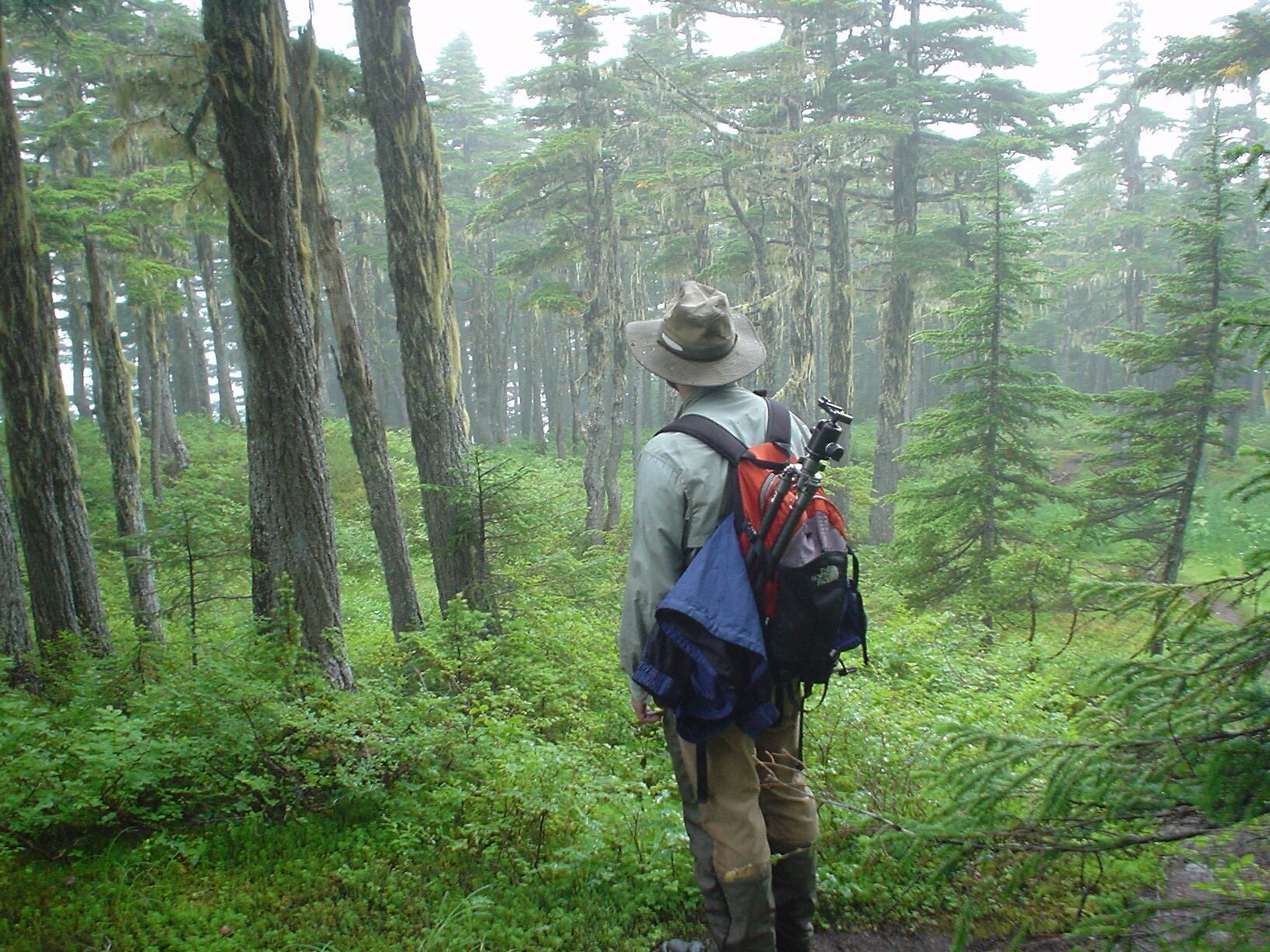 A forested area with tall trees and dense underbrush.