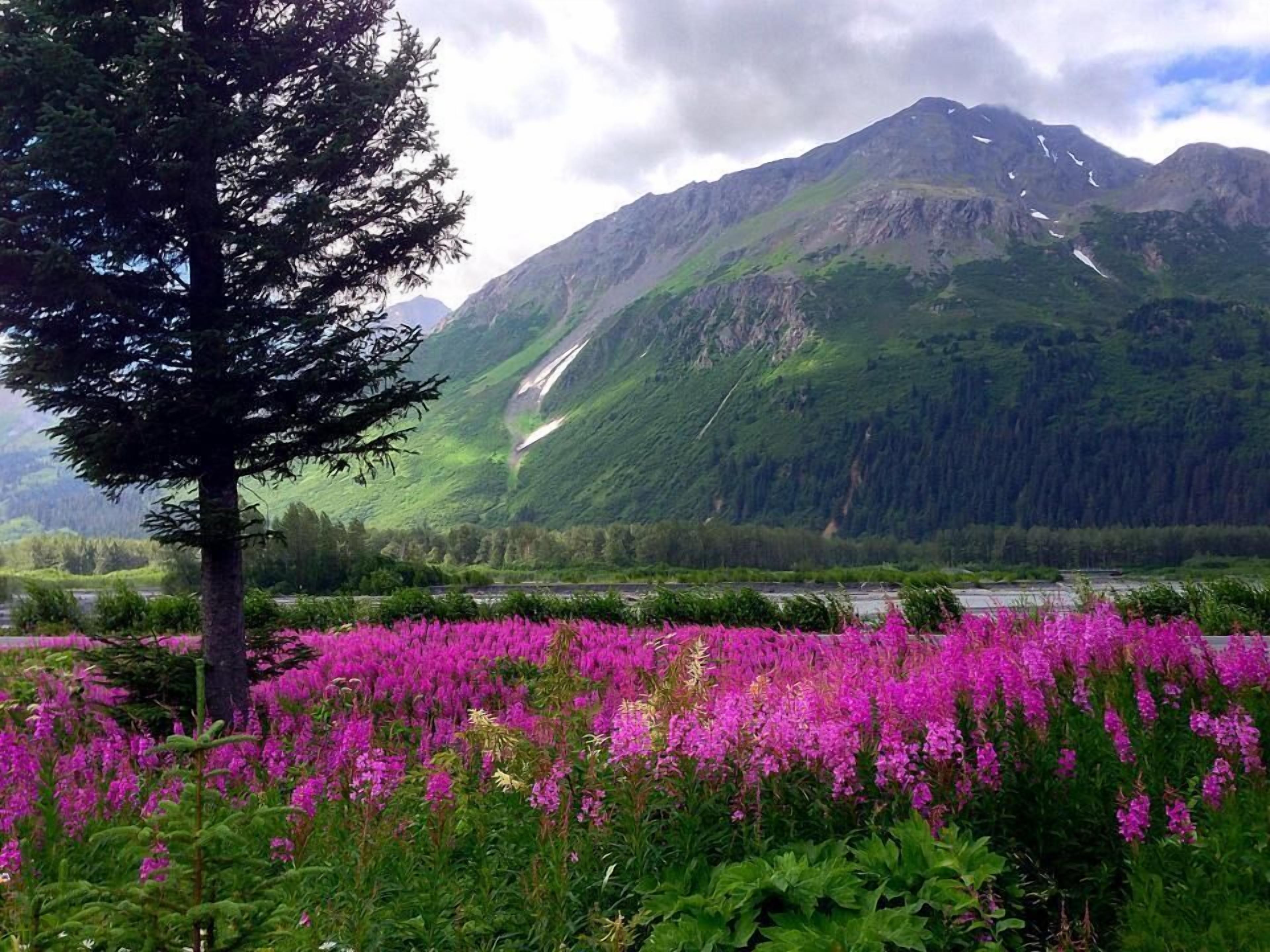 Paisagem montanhosa com um rio e flores roxas vibrantes em primeiro plano.