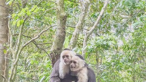 Two monkeys sitting on a wooden railing in a forested area. - Canopy Wonders House: A Place Among Tree Tops! (Monteverde)