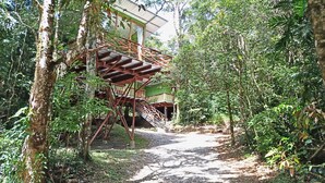 A rustic wooden staircase leading to a green-roofed building surrounded by dense foliage. - Canopy Wonders House: A Place Among Tree Tops! (Monteverde)