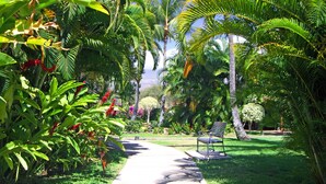 Un sentiero che si snoda attraverso un rigoglioso giardino con palme e piante tropicali.