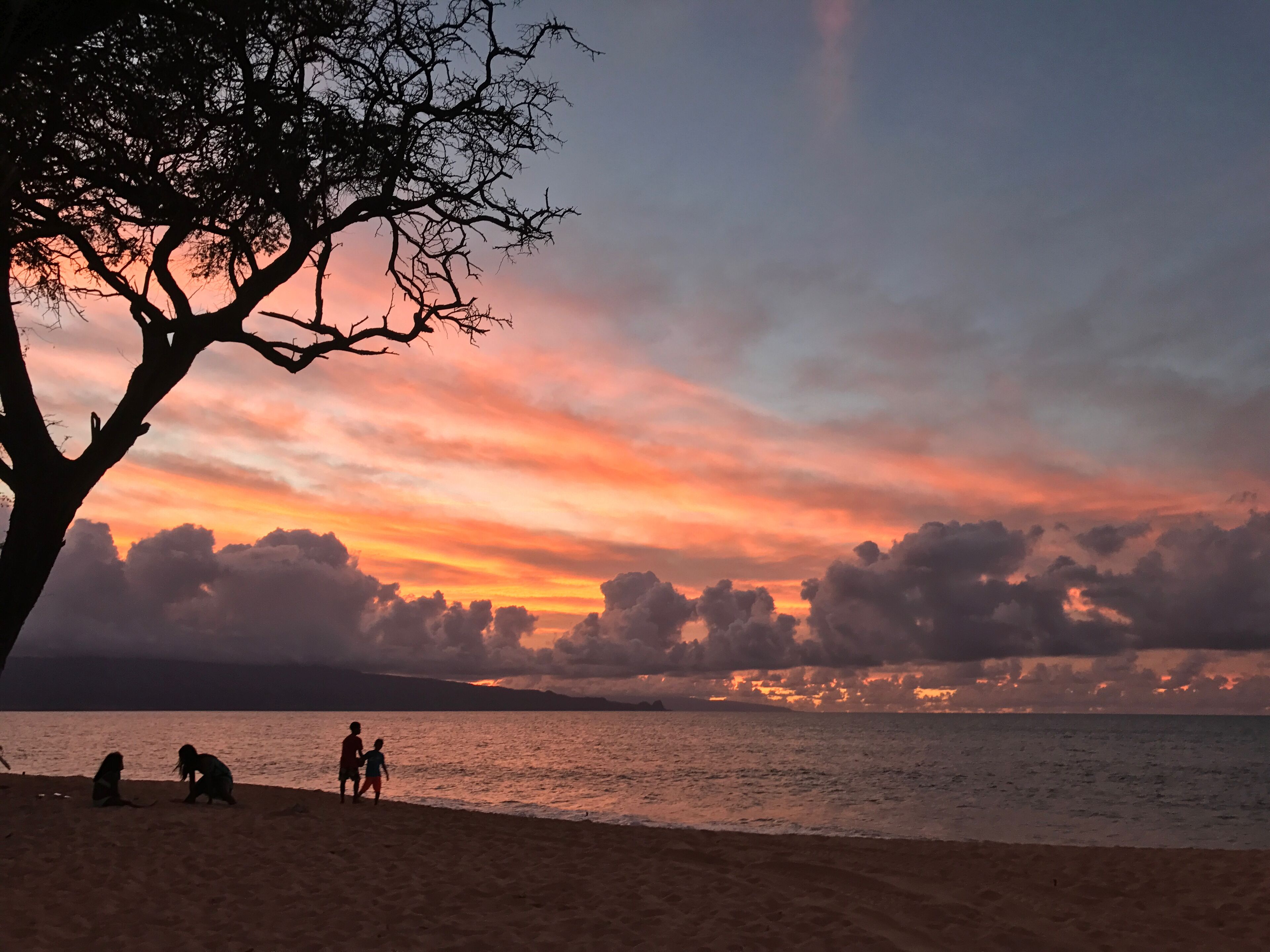 A beach scene with a sunset, silhouettes of people, and a prominent tree.