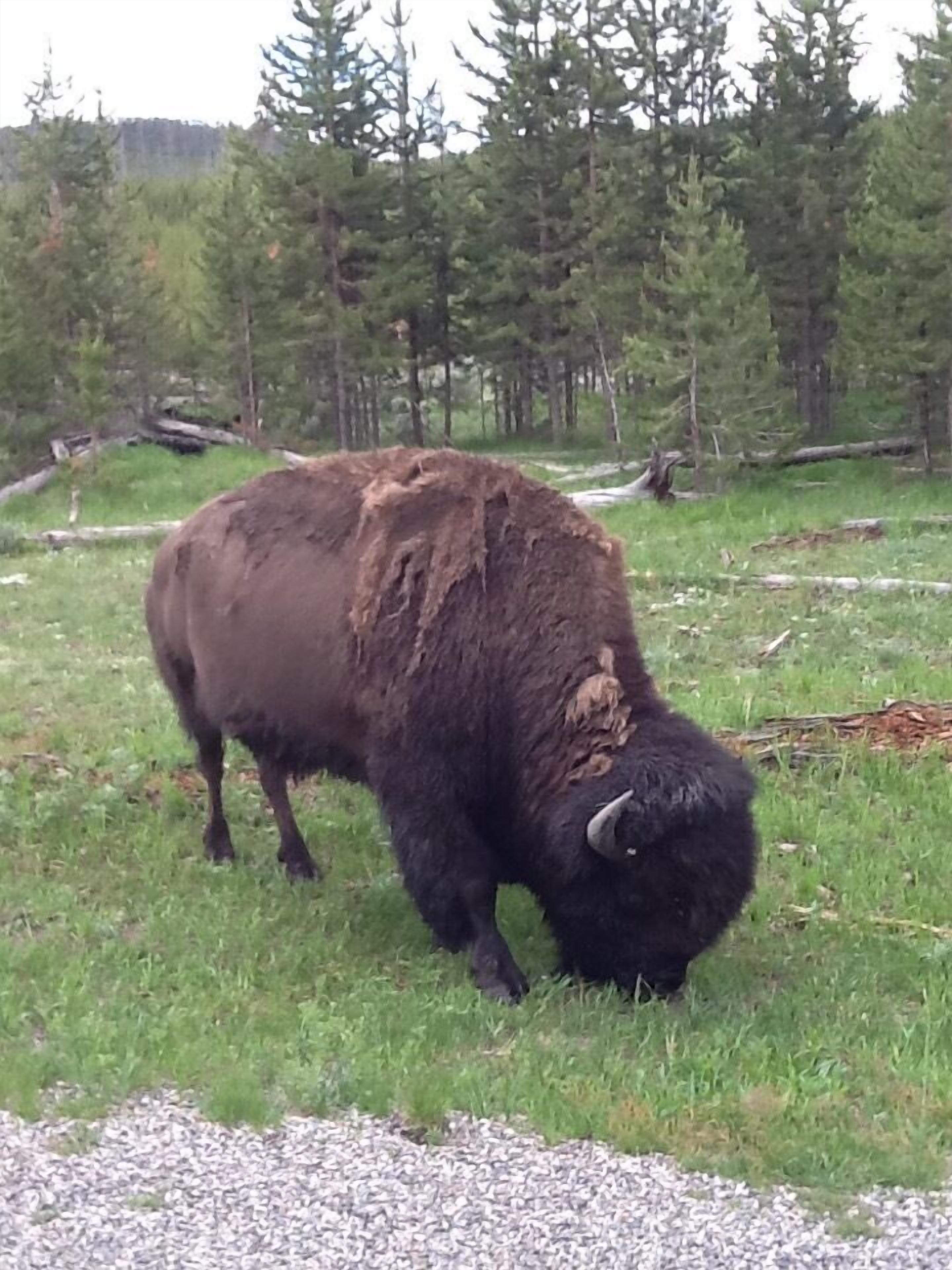 A bison grazing in a grassy field with trees in the background.