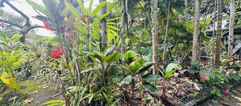 Discover Tranquility at Palm Studio: Your Gateway to Nature in Hilo Town!