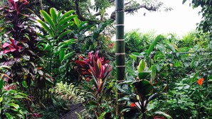 Un jardin luxuriant, avec une grande variété de plantes et une structure en bambou.
