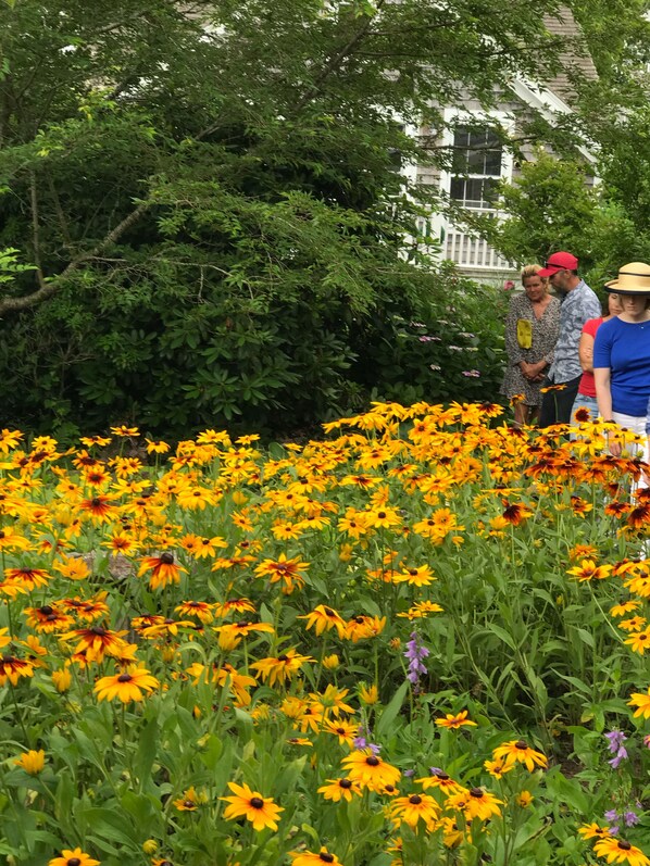 A garden with yellow flowers and a building in the background.