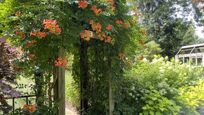 A garden pathway with a wooden archway covered in orange flowers, surrounded by lush greenery. - 300 paces-1/2 Block to McKinley Beach, Fire Pit, Screened Gazebo,
Outdoor Shower (Union Pier)