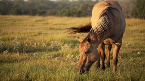Un cheval broute dans un champ herbeux, avec des arbres en arrière-plan.