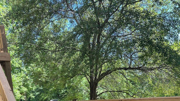 A wooden deck with outdoor furniture and potted plants, surrounded by trees. - Visit beautiful Dayton, Tennessee! (Dayton)