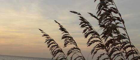 Beach nearby, sun-loungers