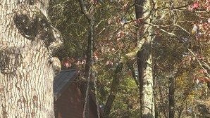 Eine rustikale Holzbank unter einem großen Baum in einem Waldgebiet.