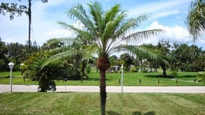 A well-maintained palm tree in a landscaped area with a clear sky. - Peaceful Florida Retreat...Spacious 3BR/3BA Private Pool Home (Bonita Springs)